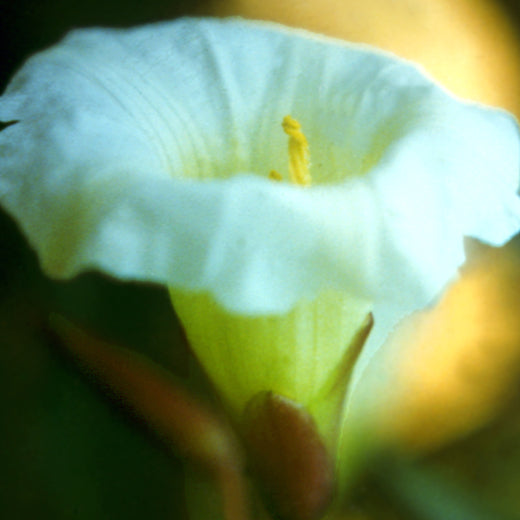 St. Germain Flower Essence