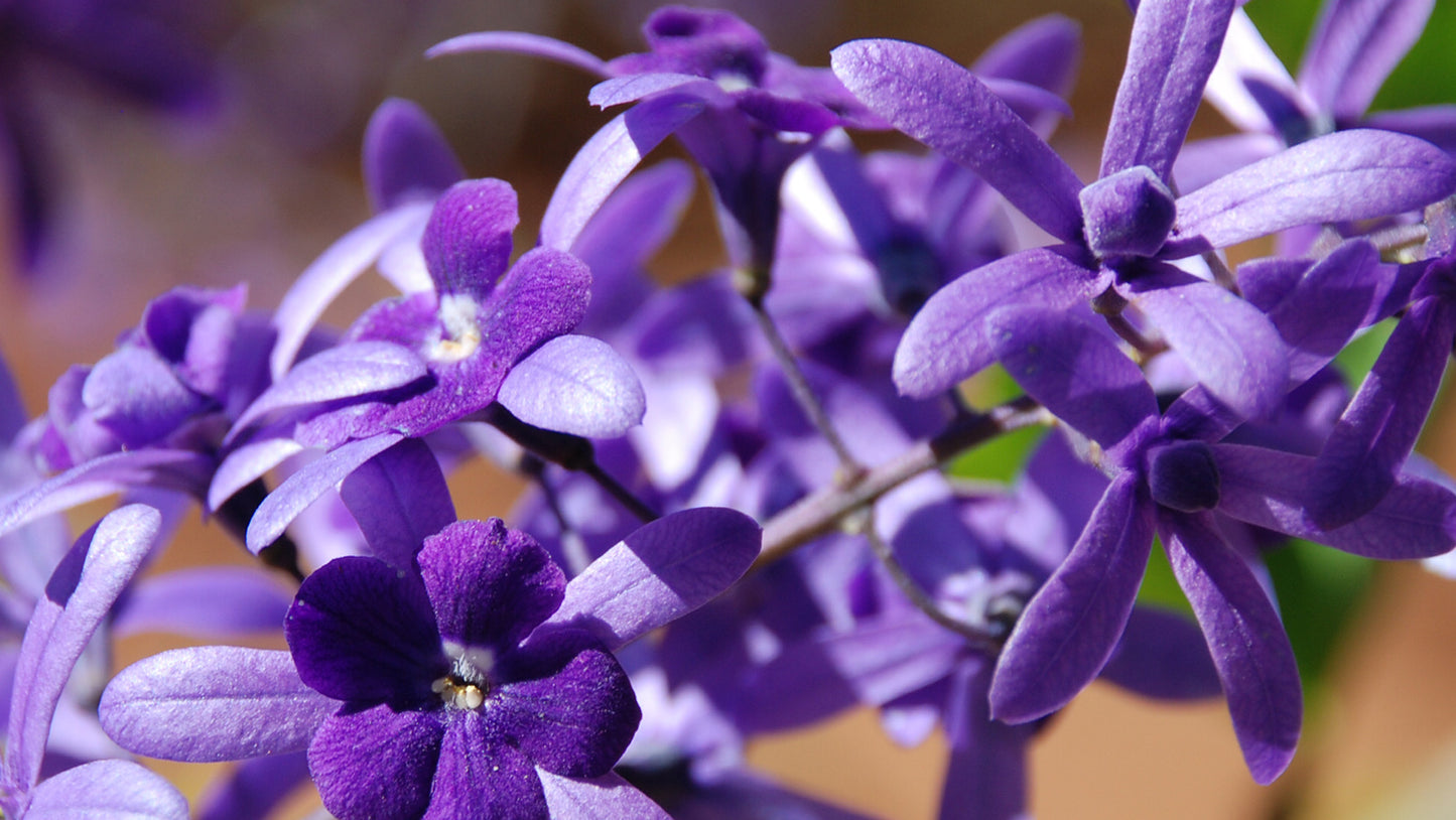 Sao Miguel (Petrea subserrata) Flower Essence