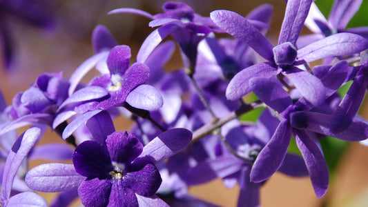 Sao Miguel (Petrea subserrata) Flower Essence