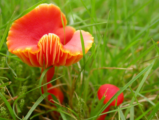 Scarlet Wax Cap Flower Essence