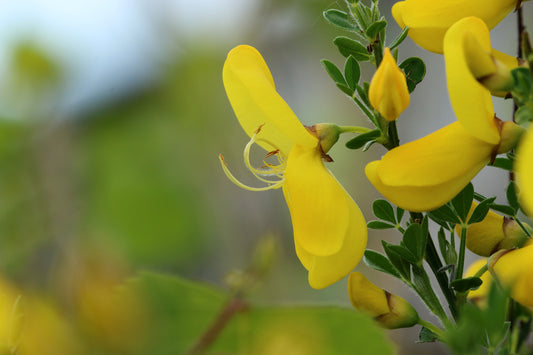 Scotch Broom Flower Essence