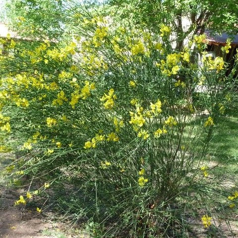 Scotch Broom Flower Remedy