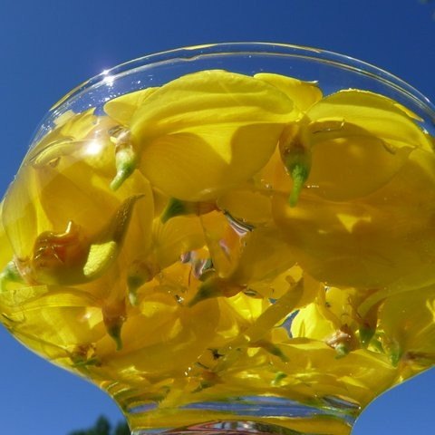 Scotch Broom Flower Remedy