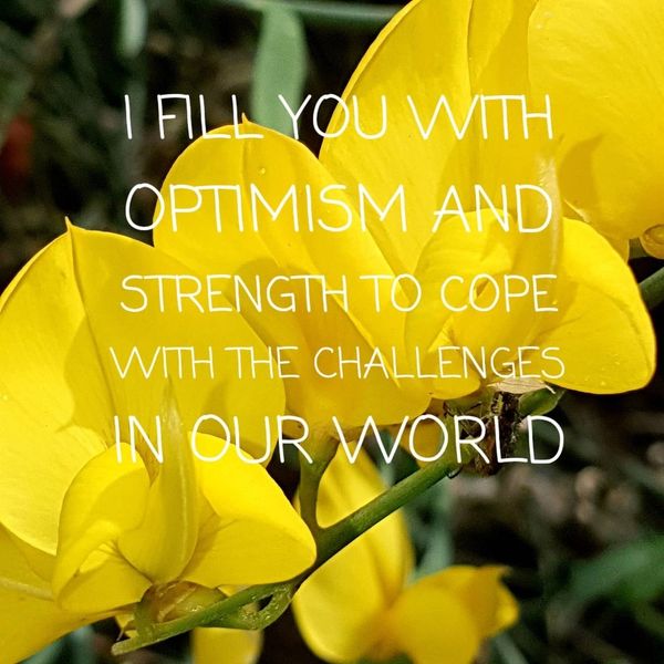 Scotch Broom Flower Remedy