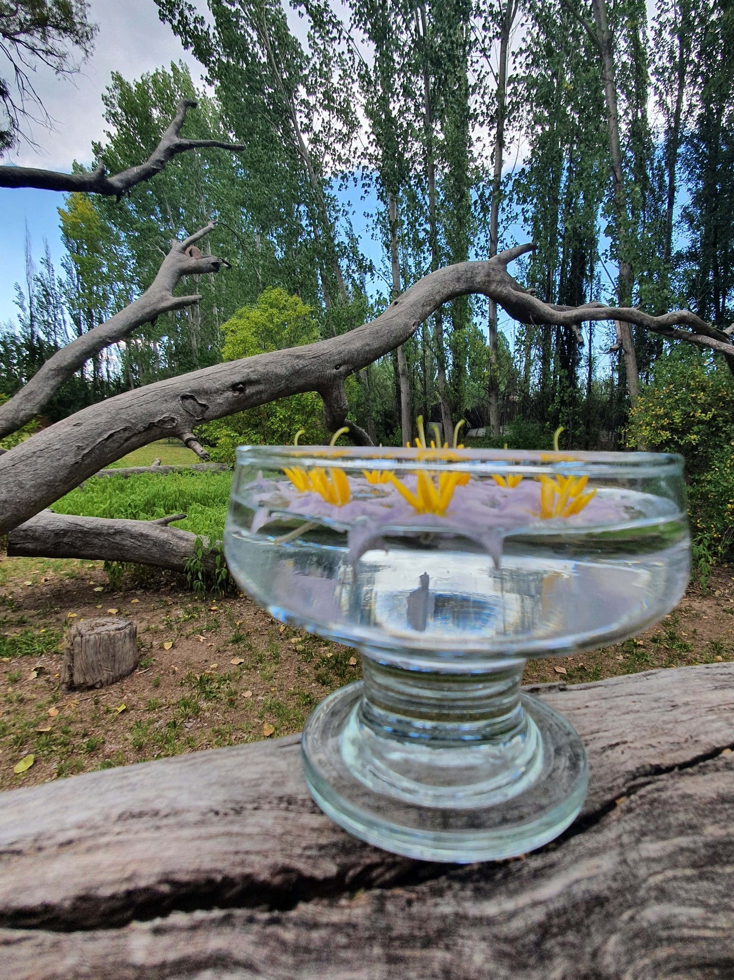 Silverleaf Night Shade Flower Remedy