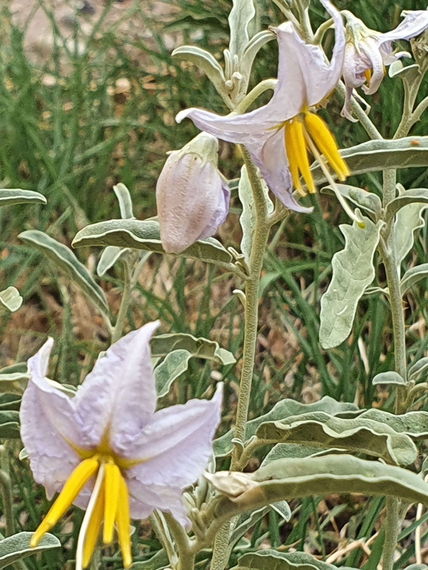 Silverleaf Night Shade Flower Remedy