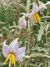 Load image into Gallery viewer, Silverleaf Night Shade Flower Remedy

