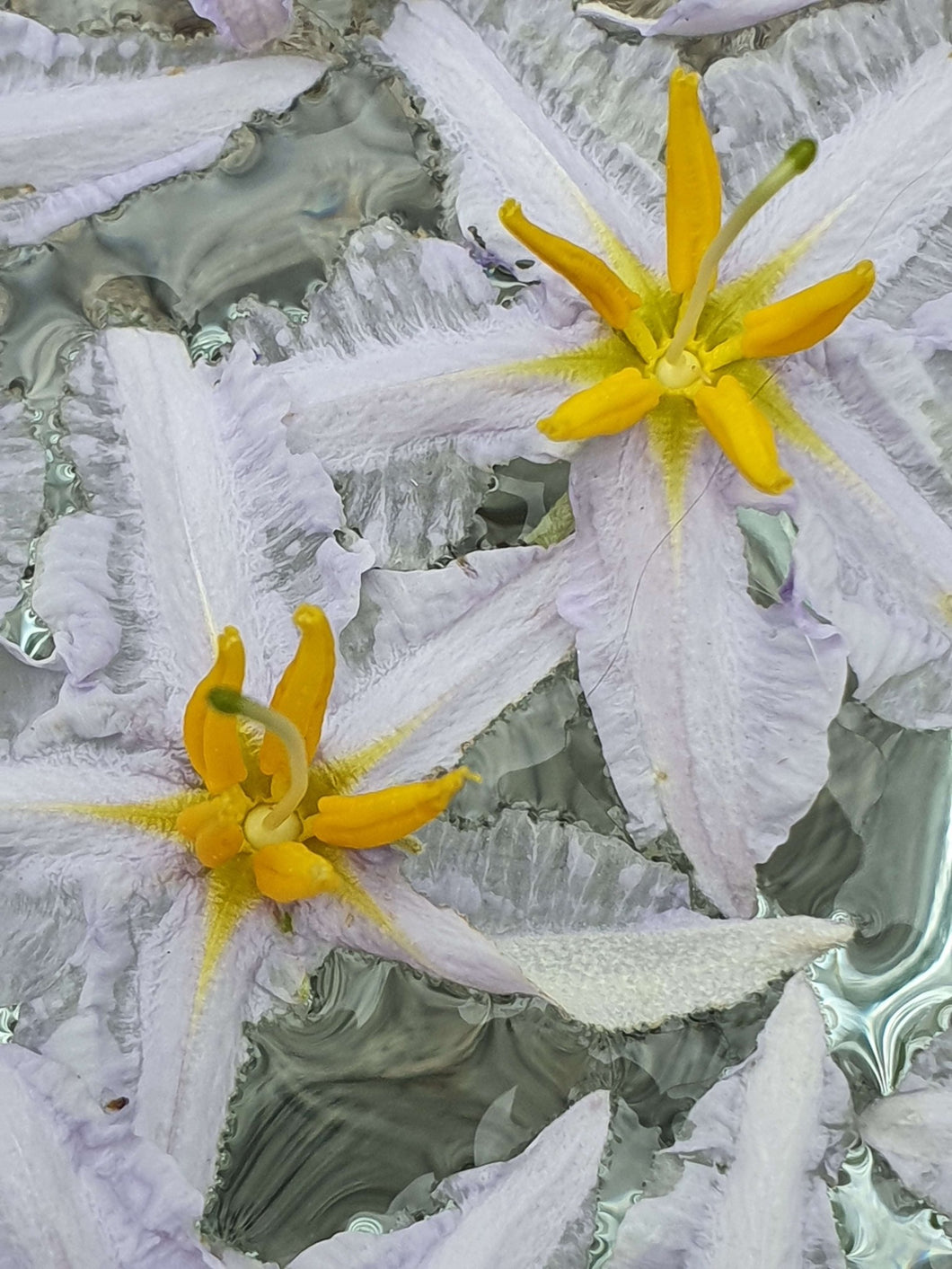 Silverleaf Night Shade Flower Remedy