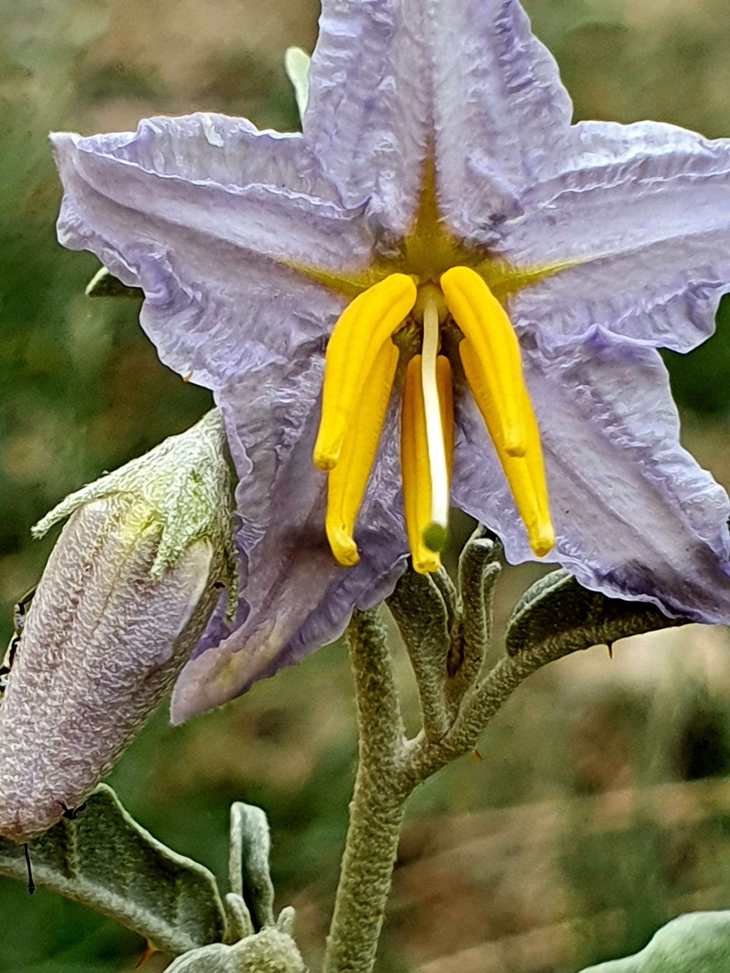 Silverleaf Night Shade Flower Remedy