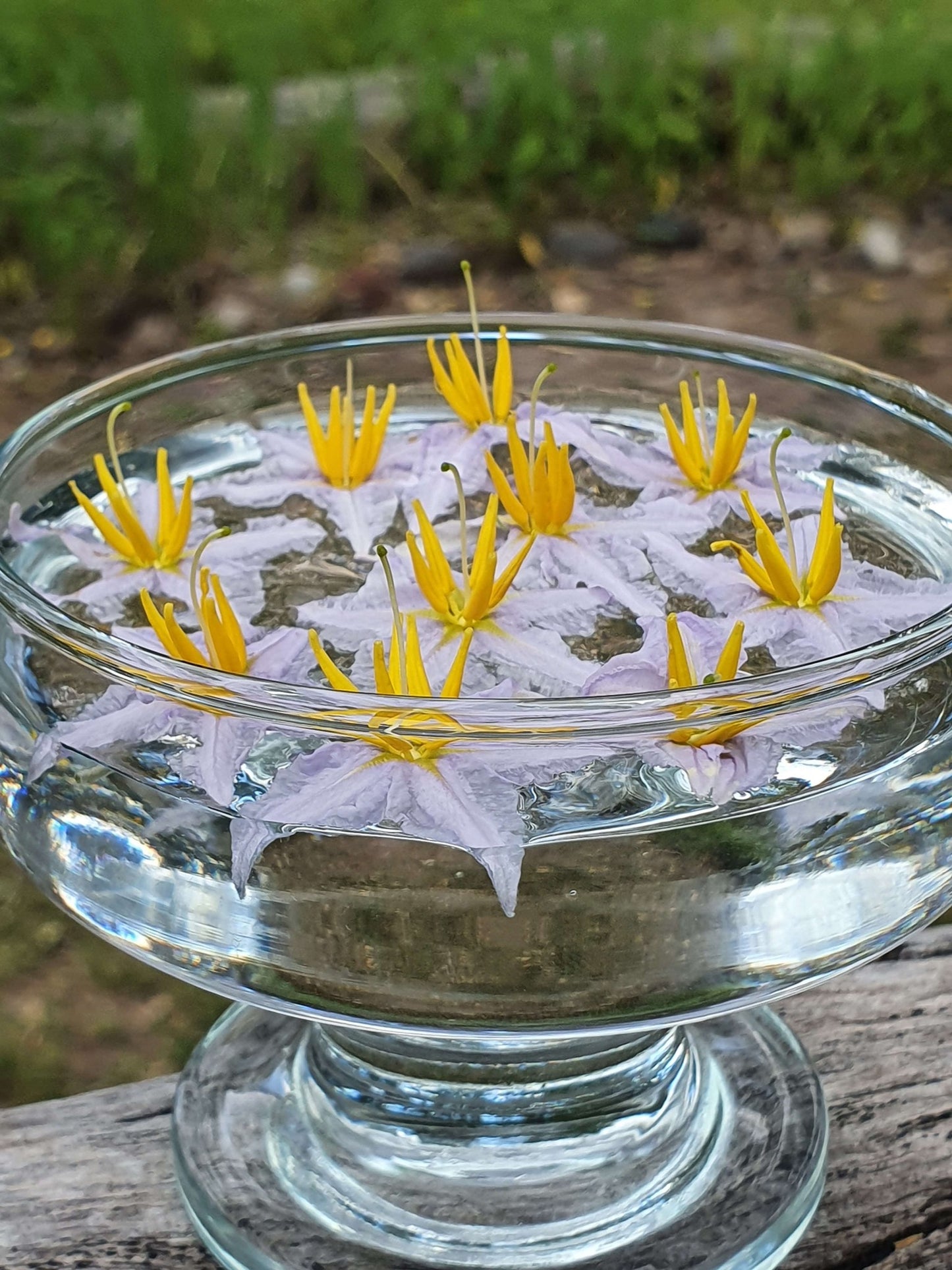 Silverleaf Night Shade Flower Remedy