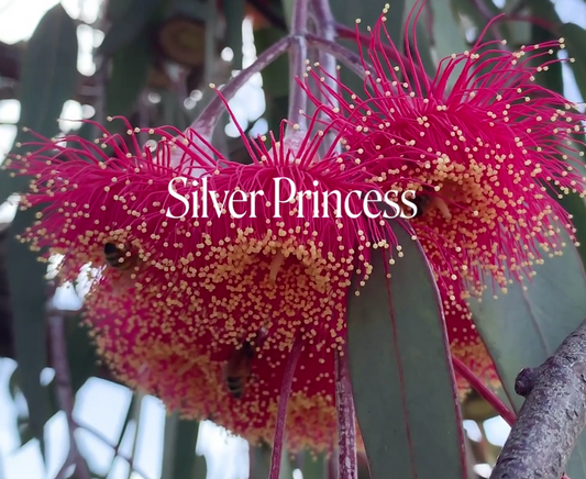Silver Princess Flower Essence Remedy