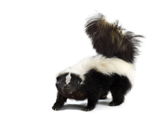Skunk Animal Vibrational Remedy