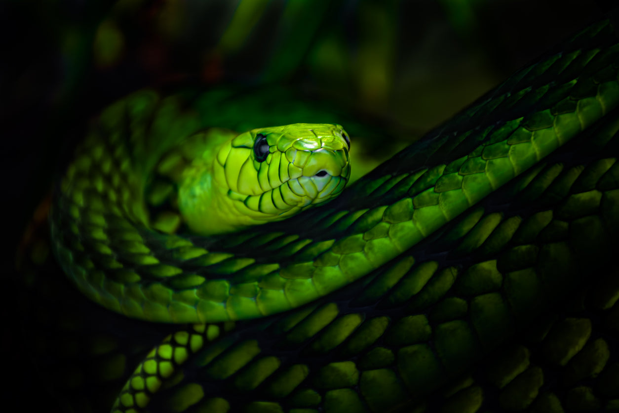 Snake Essence Vibrational Remedy