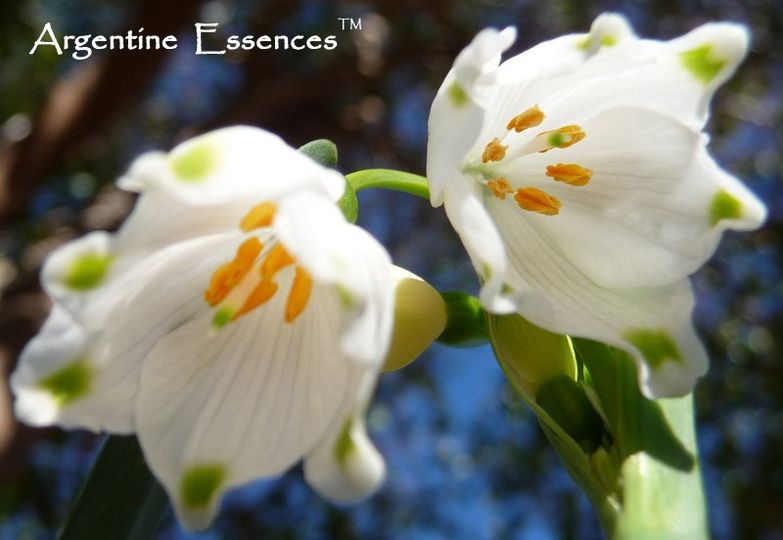 Snowdrop Flower Essence