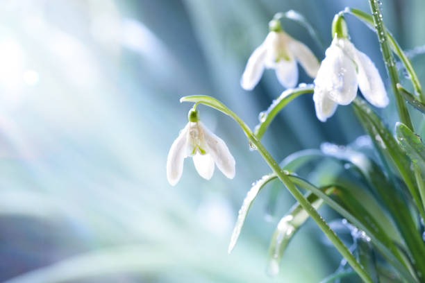 Snowdrop Flower Essence