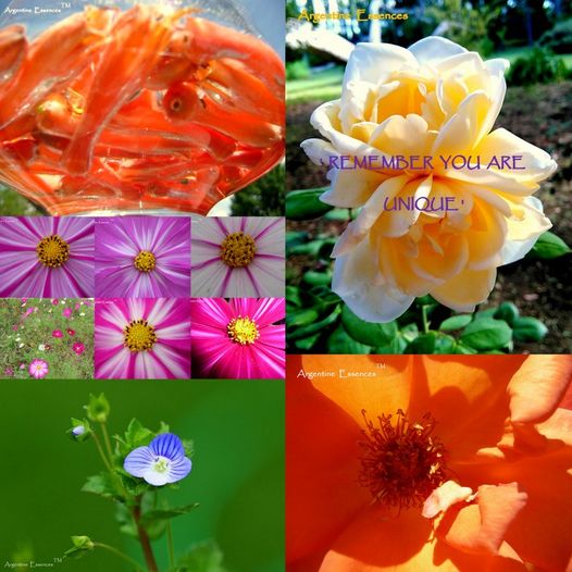 " Soothe Me" Flower Essence Remedy (dosage)