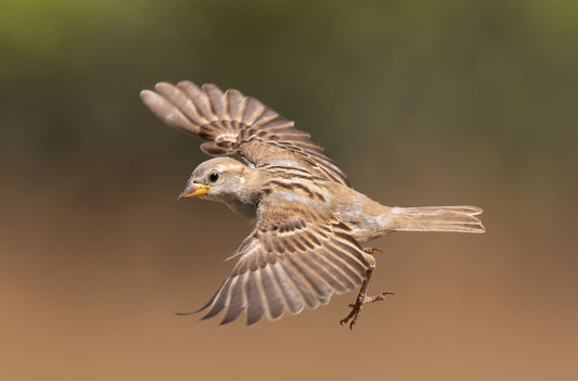 Sparrow Animal Essence Vibrational Remedy