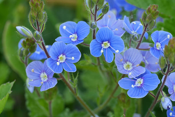 Speedwell Flower Remedy
