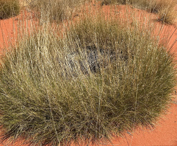 Spinifex Flower Essence Remedy