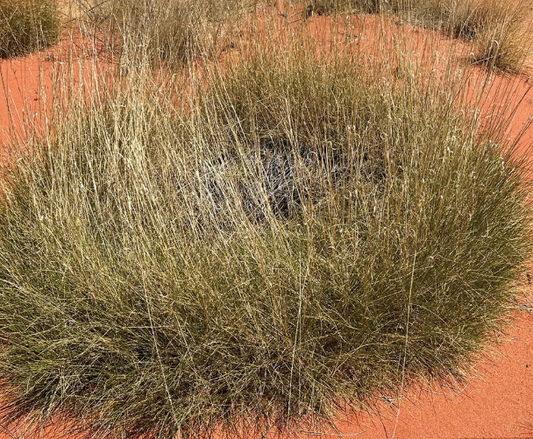 Spinifex Flower Essence Remedy