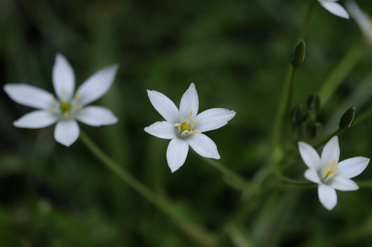 Star of Bethlehem Flower Essence