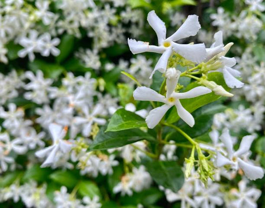 Star Jasmine Flower Essence