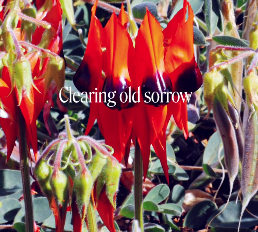 Sturt Desert Pea Flower Essence Remedy