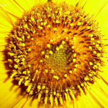 Load image into Gallery viewer, Sunflower Essence
