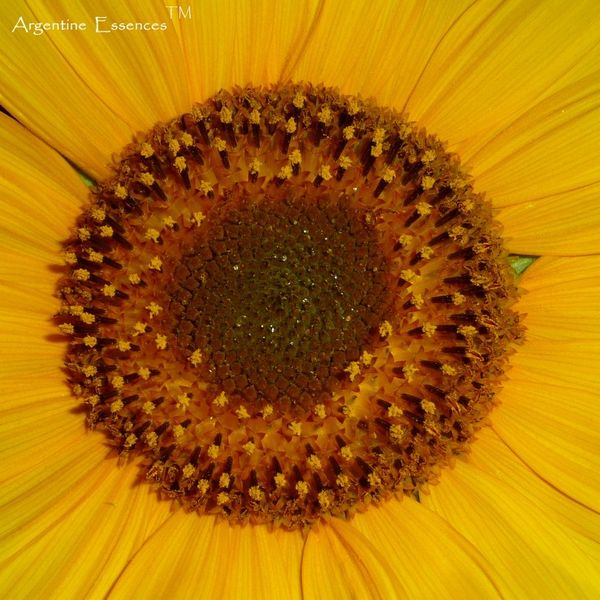Sunflower Essence