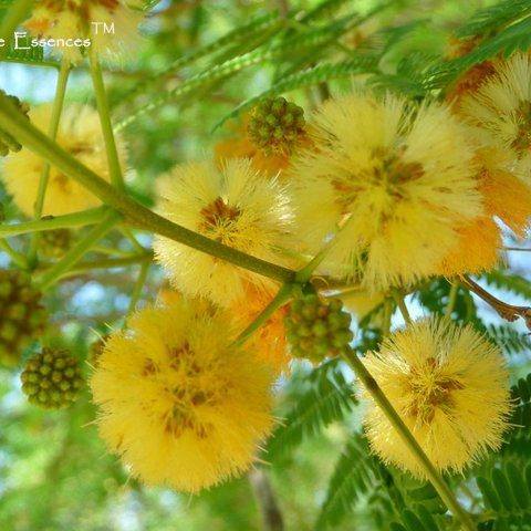 Sunshine Wattle Flower Remedy