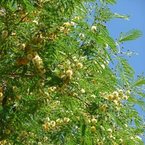 Sunshine Wattle Flower Remedy