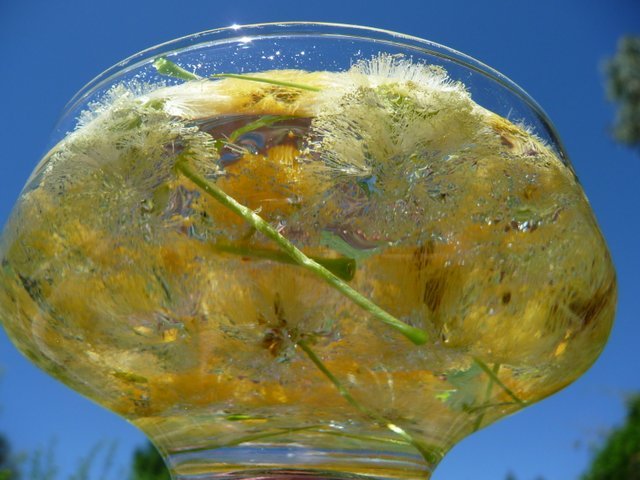 Sunshine Wattle Flower Remedy