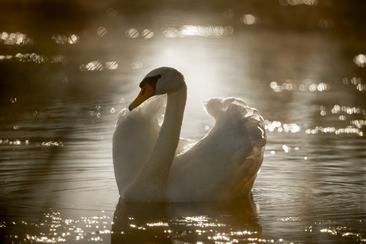 Swan Essence Vibrational Remedy | Wild Earth Animal Essences