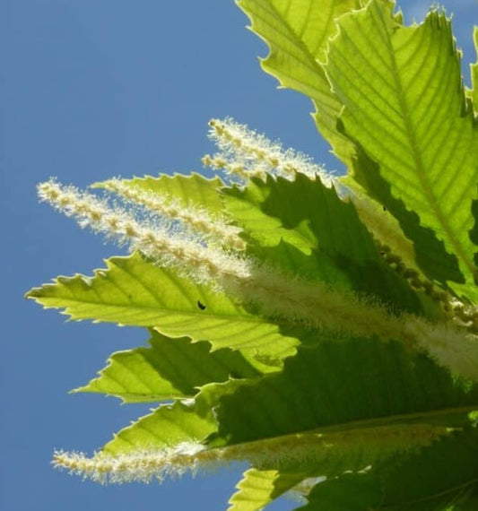 American Sweet Chestnut Flower Essence | Argentine Essences