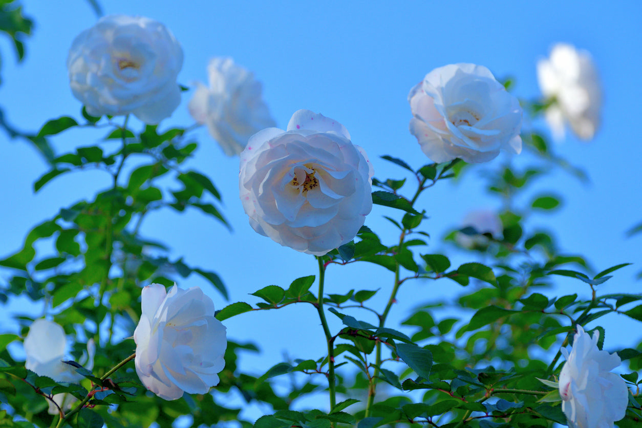 Tall White Rose Flower Essence