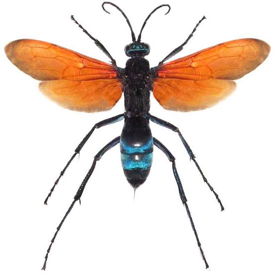 Tarantula Hawk Wasp Essence