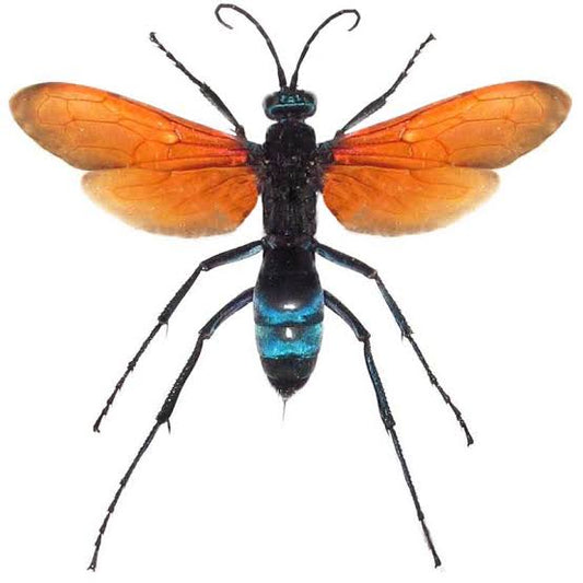 Tarantula Hawk Wasp Essence
