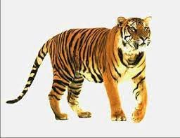 Tiger Vibrational Animal Remedy | Argentine Essences