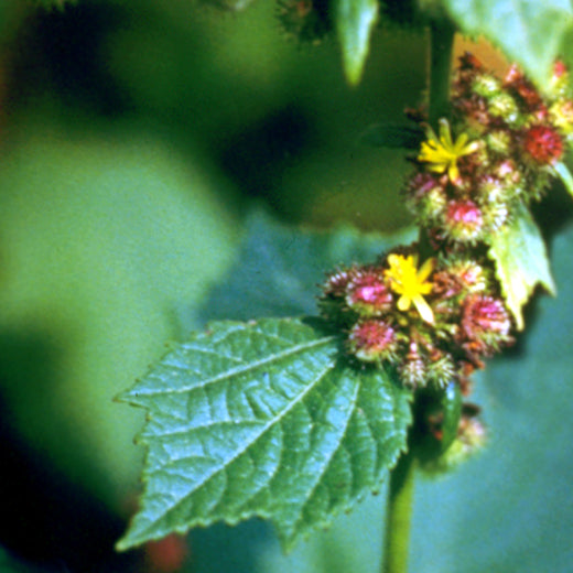 Triumph Flower Remedy