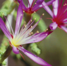Load image into Gallery viewer, Turkey Bush Flower Essence Remedy
