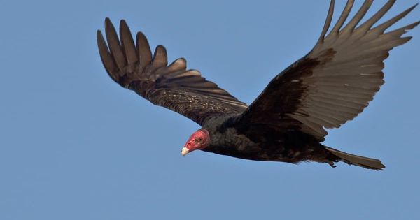 Turkey Vulture Vibrational Animal Essence Remedy