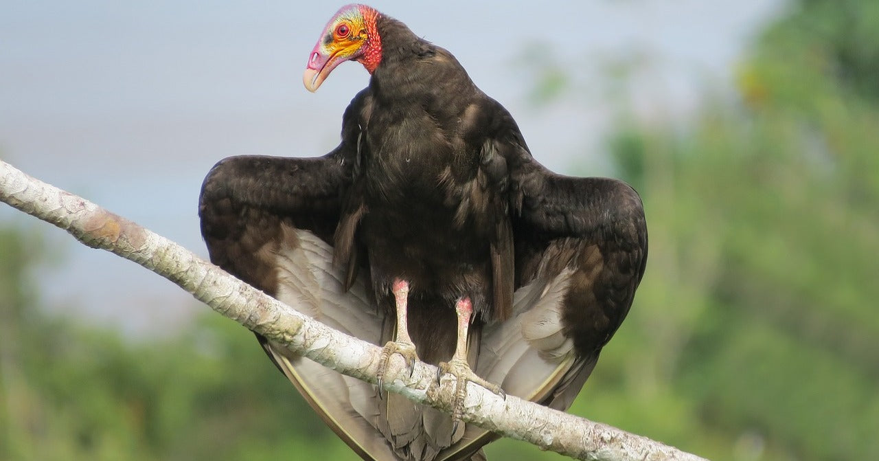 Turkey Vulture Vibrational Animal Essence Remedy