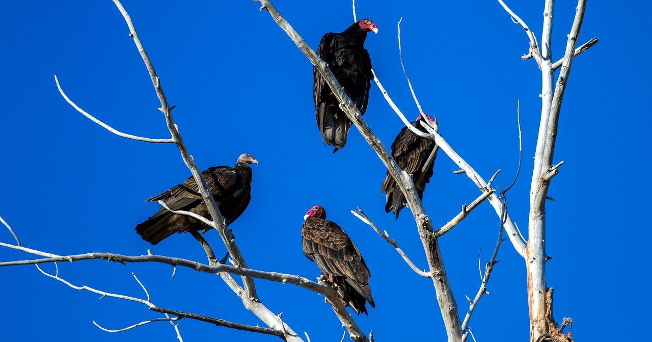 Turkey Vulture Vibrational Animal Essence Remedy