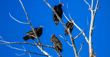 Load image into Gallery viewer, Turkey Vulture Animal Remedy
