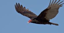 Load image into Gallery viewer, Turkey Vulture Animal Remedy

