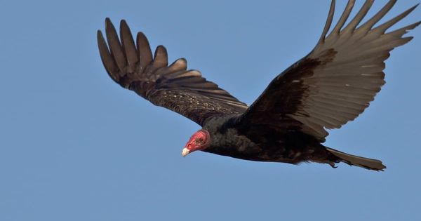 Turkey Vulture Animal Remedy