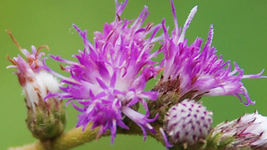Varus Flower Remedy