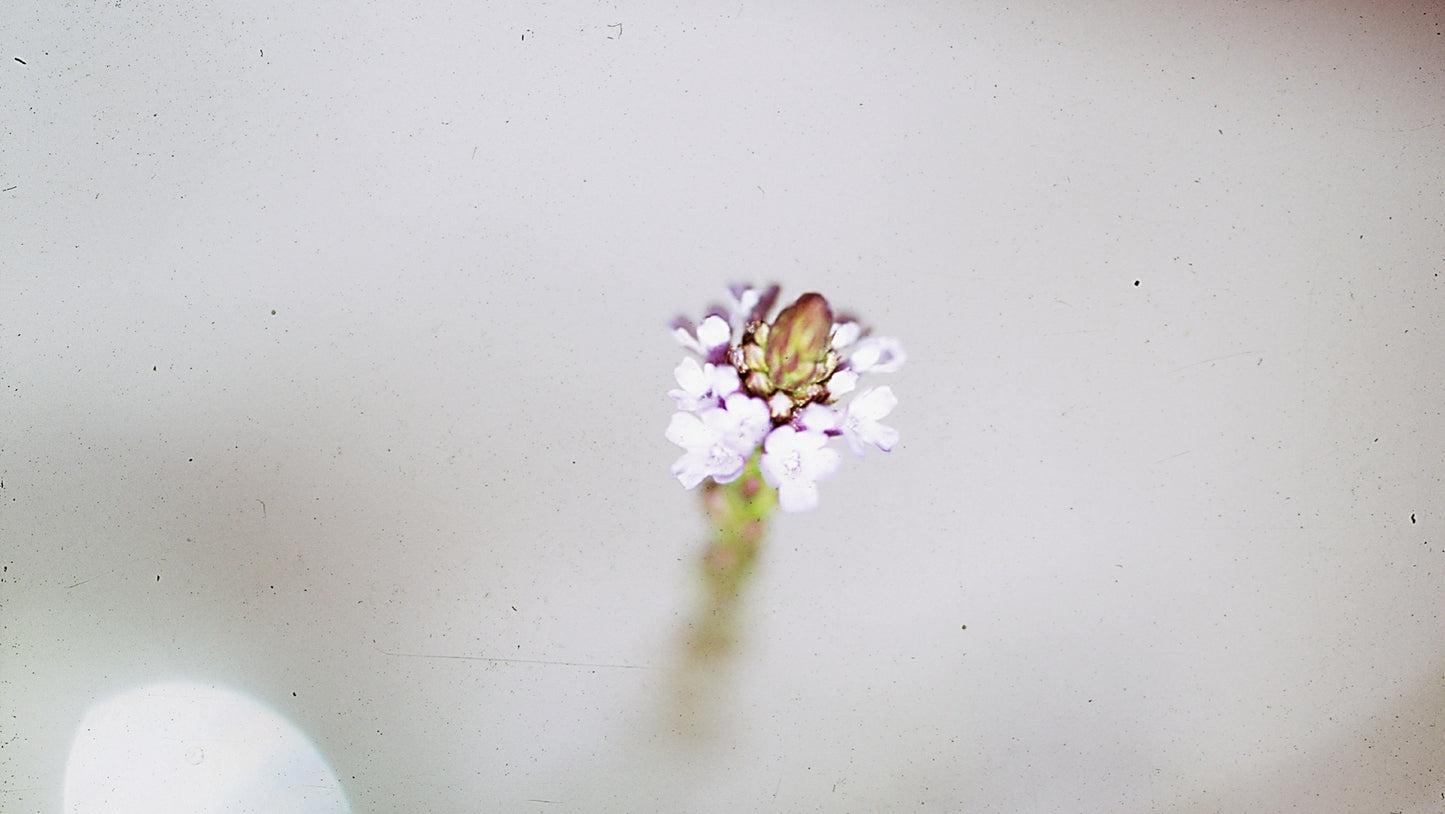 Verbena  Flower Remedy