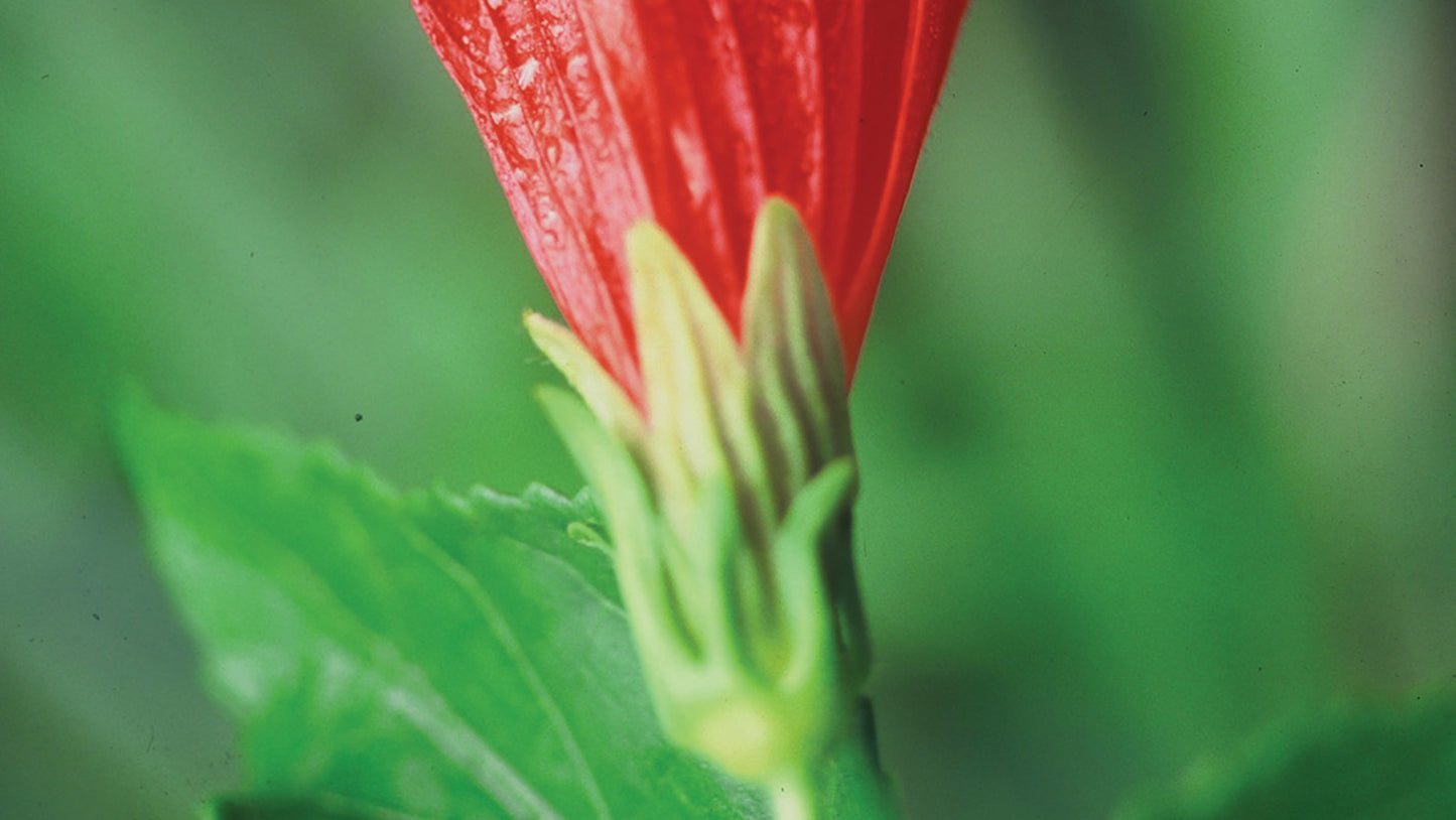 Vitoria Flower Essence