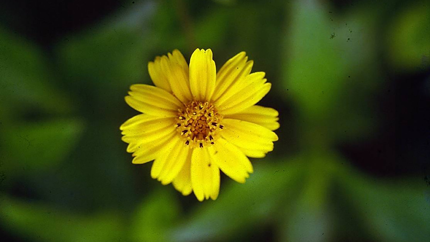 Wedélia Flower Remedy from Brazil
